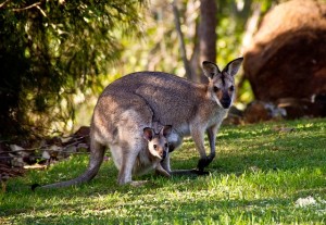 australia gift ideas for mothers