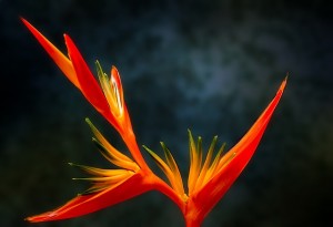 bird-of-paradise-flower mothers day