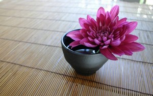 chrysanthemum-mothers day gift